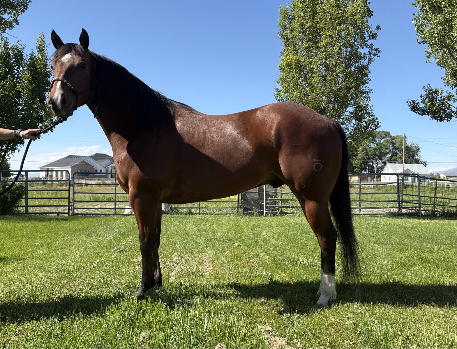 2021 AQHA Bay Gelding