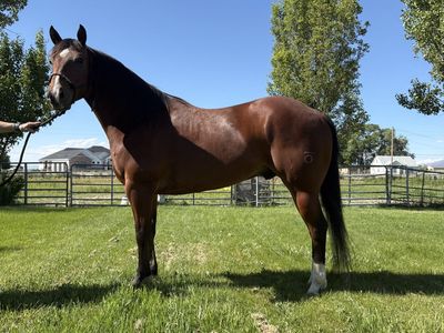 2021 AQHA Bay Gelding