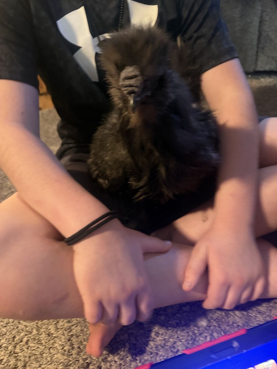 Silkie rooster about a year old