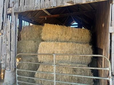 Timothy Grass Hay for Sale