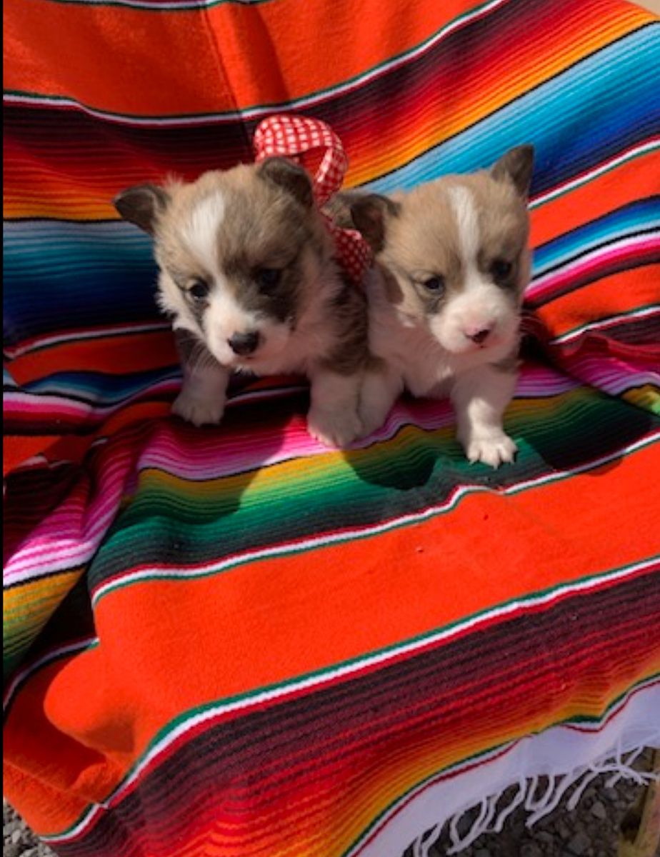 AKC Welsh Pembroke Corgi Puppies