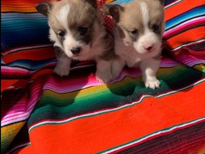 AKC Welsh Pembroke Corgi Puppies
