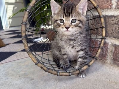 2 beautiful male kittens