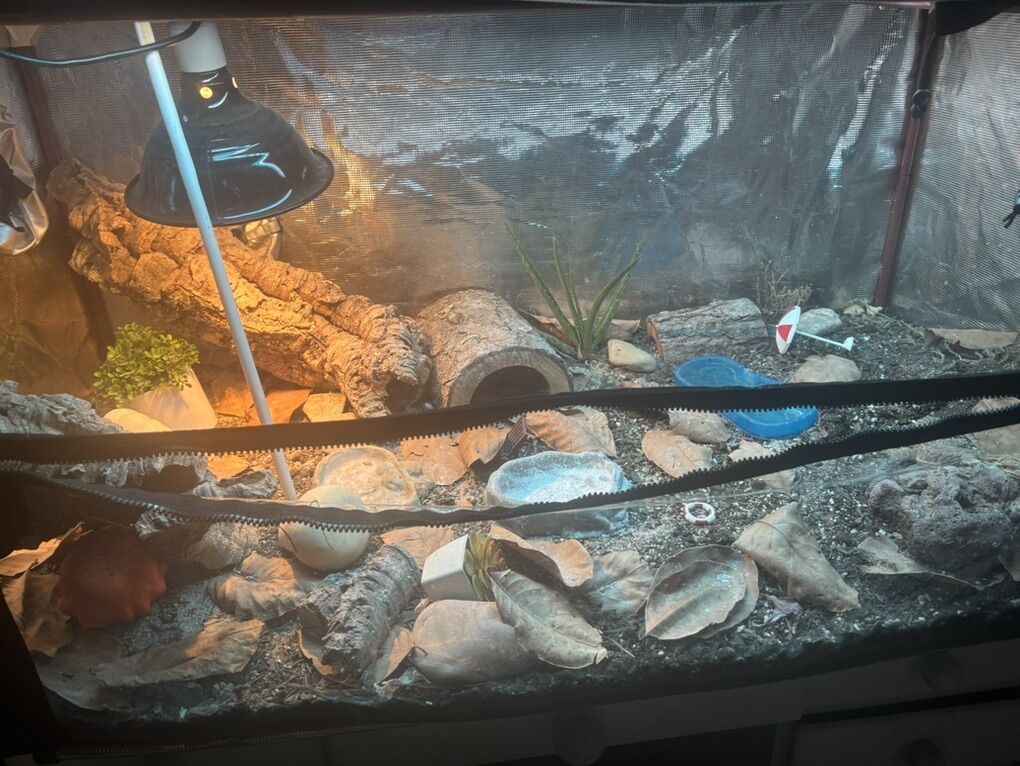 1 yr old bearded dragon comes w enclosure