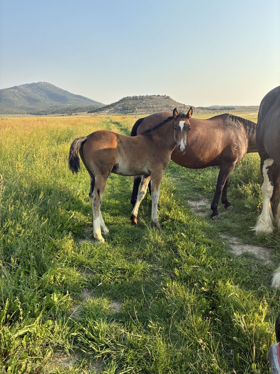 Half draft stud colt