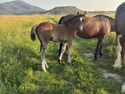 Half draft stud colt
