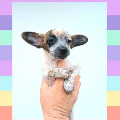 (3) Cutest Tiny/ Chubby Chihuahua/ Shih Tzu Mix Puppies. *All Males*. (1 Female On My Other KSL Listing)