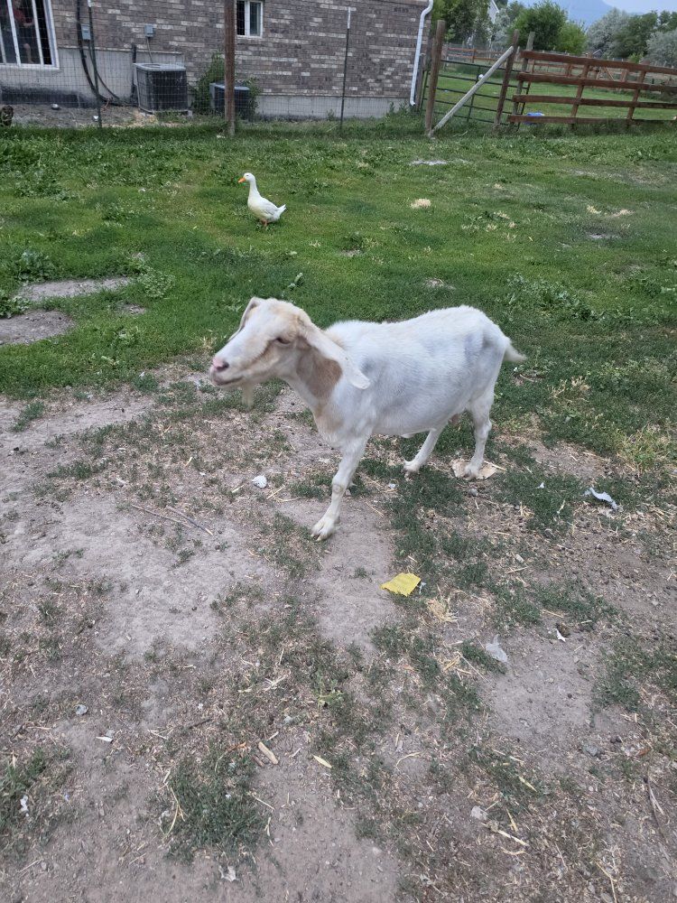 nubian milking goats