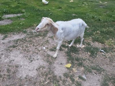 nubian milking goats