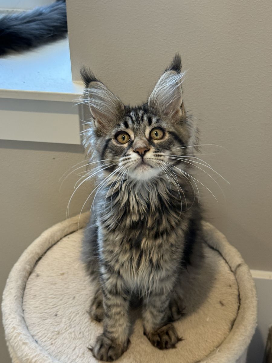 Lumi* Maine Coon Kitten