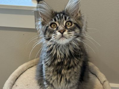 Lumi* Maine Coon Kitten