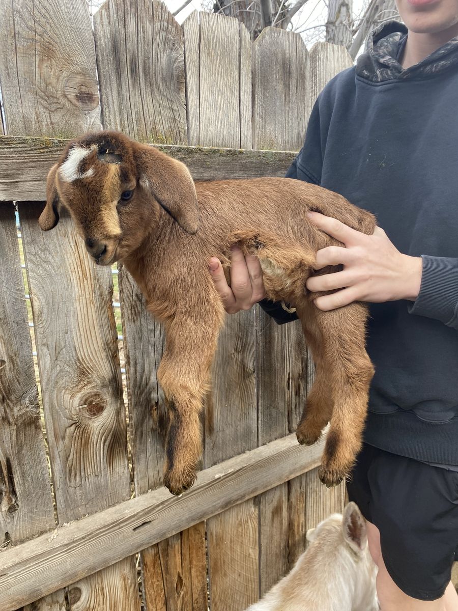 mini nubian goat
