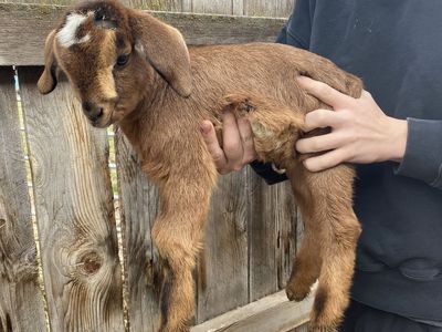 mini nubian goat