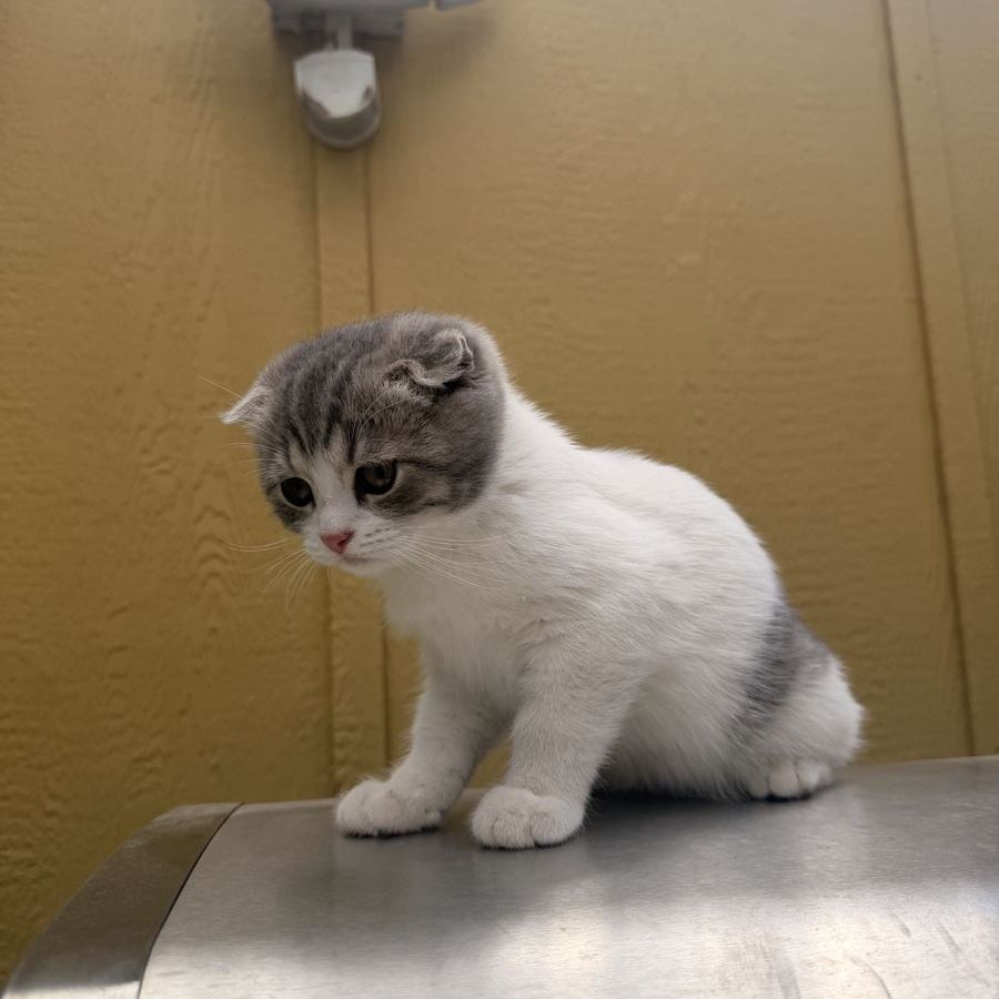 Scottish fold X British X Ragdoll kittens