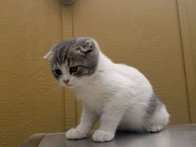 Scottish fold X British X Ragdoll kittens