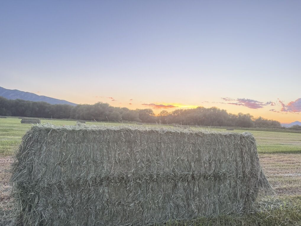 Premium Horse Grass Hay