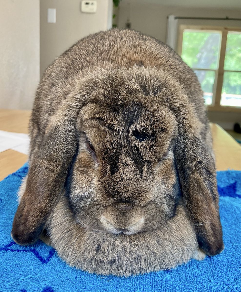 Proven Pedigreed Mini Lop Doe