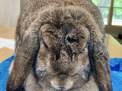 Proven Pedigreed Mini Lop Doe