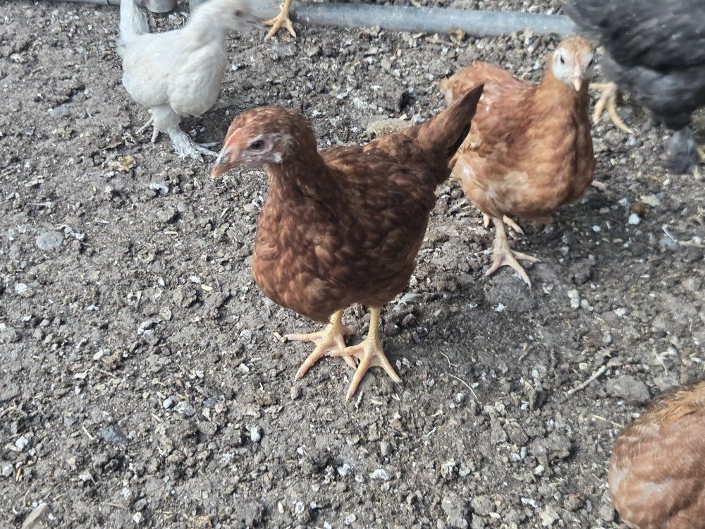 Starred Pullets *FEMALES*