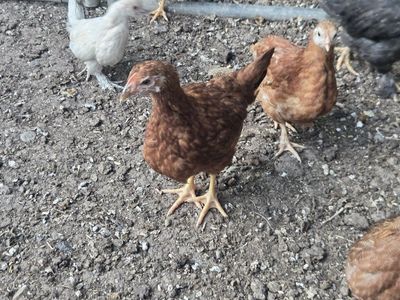 Starred Pullets *FEMALES*