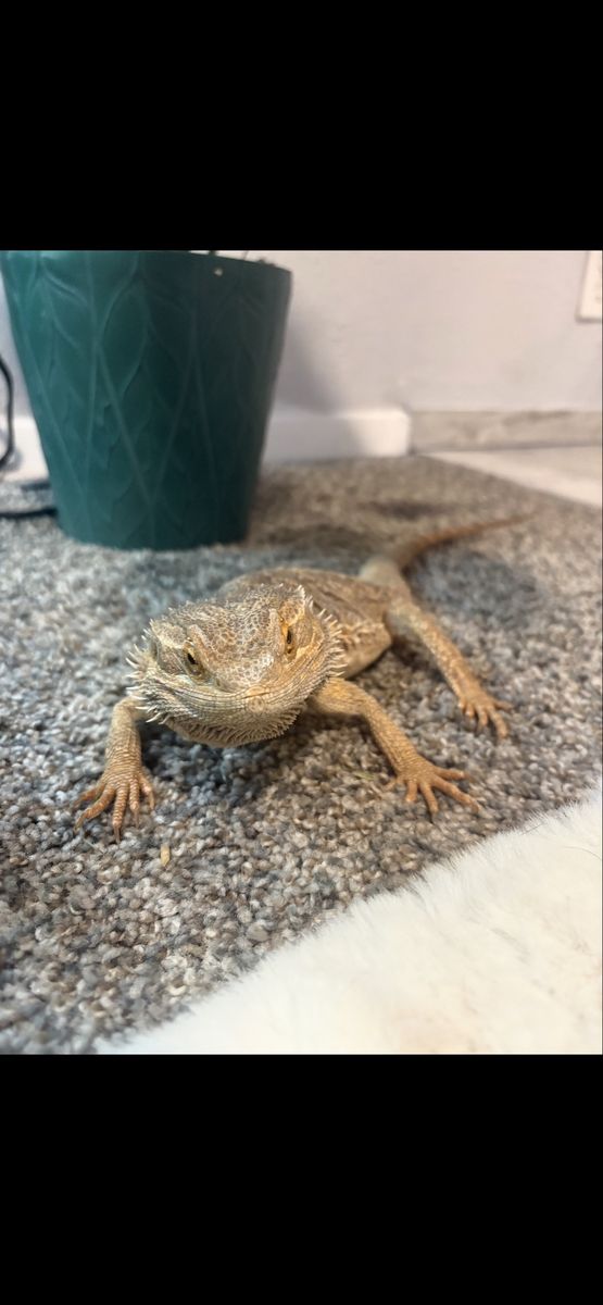 Bearded Dragon w/ Enclosure