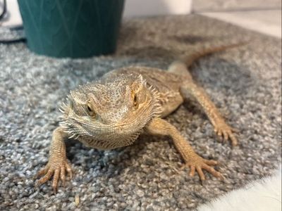 Bearded Dragon w/ Enclosure