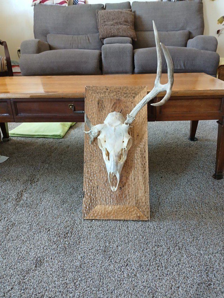 Antlers mounted