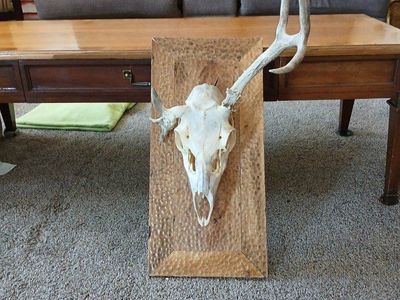 Antlers mounted