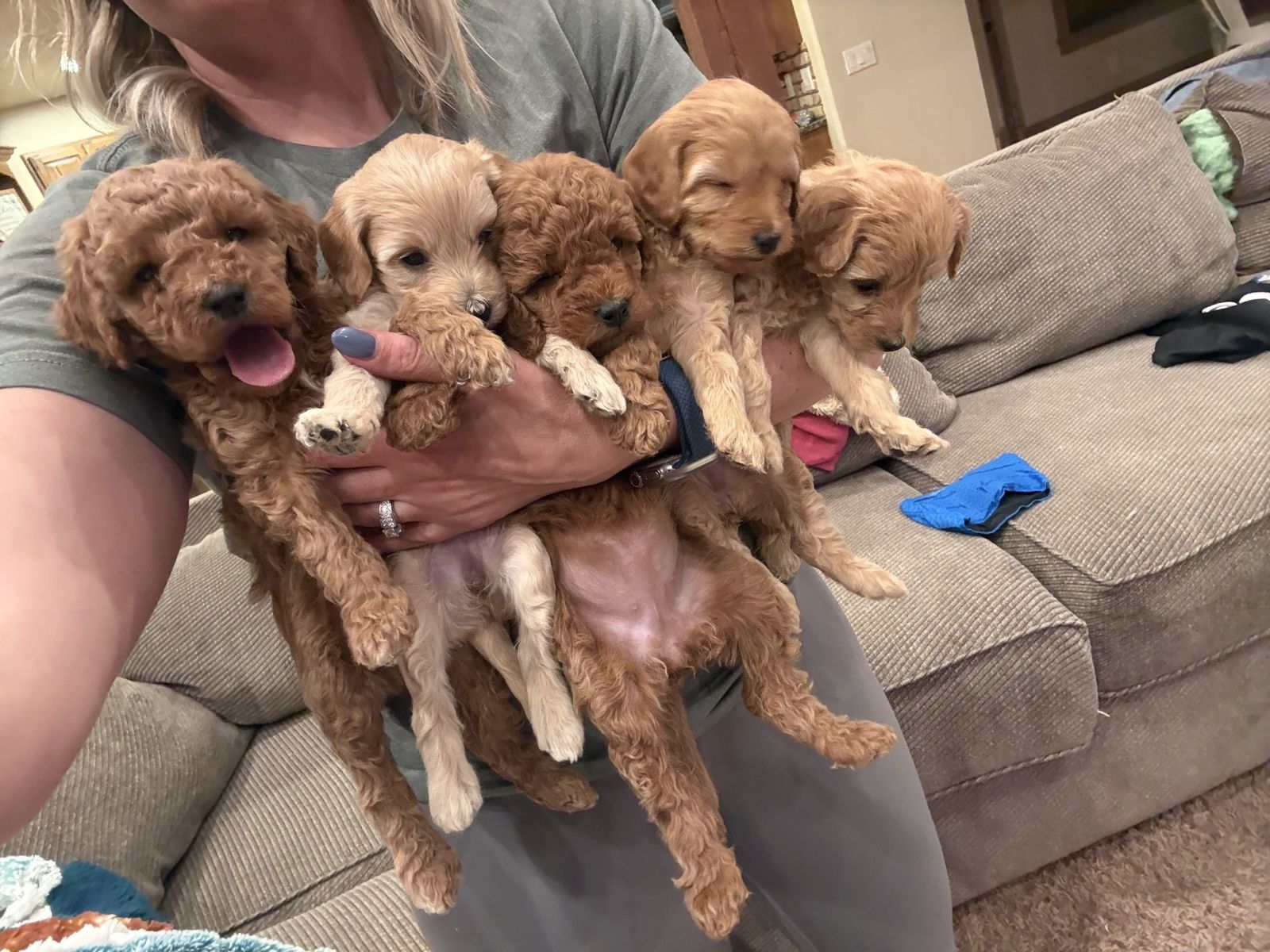 Mini golden Aussiedoodle puppies.