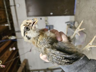 Blue Marans & Olive Egger