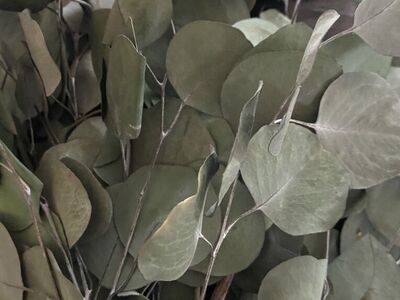 Dried Preserved Eucalyptus Stems