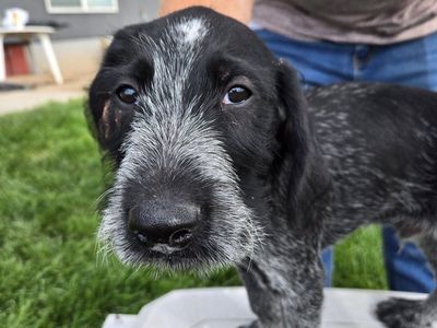 German Wirehaired Pointer pups