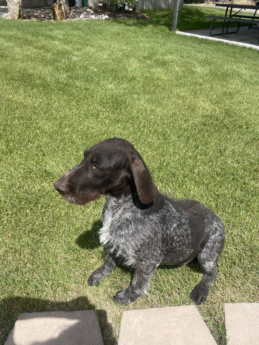 Drahtaar Hunting Dogs