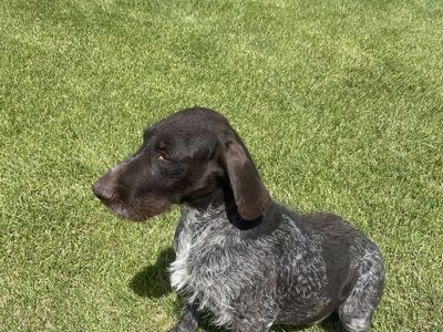 Drahtaar Hunting Dogs