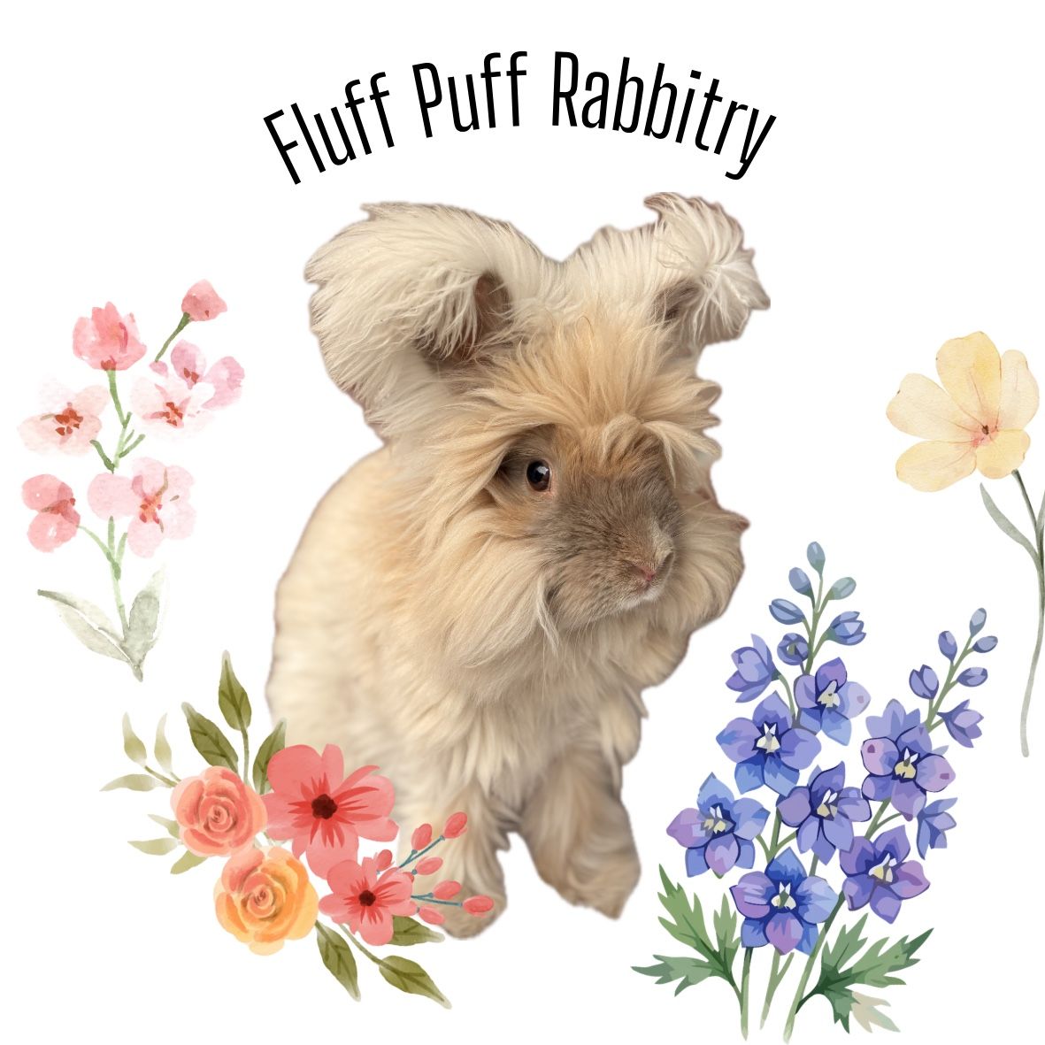 Fluff Puff Rabbitry --- English Angoras, Teddywidders, holland lops