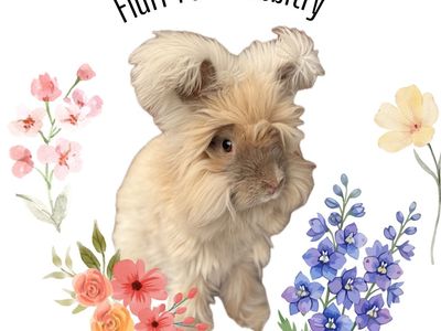 Fluff Puff Rabbitry --- English Angoras, Teddywidders, holland lops