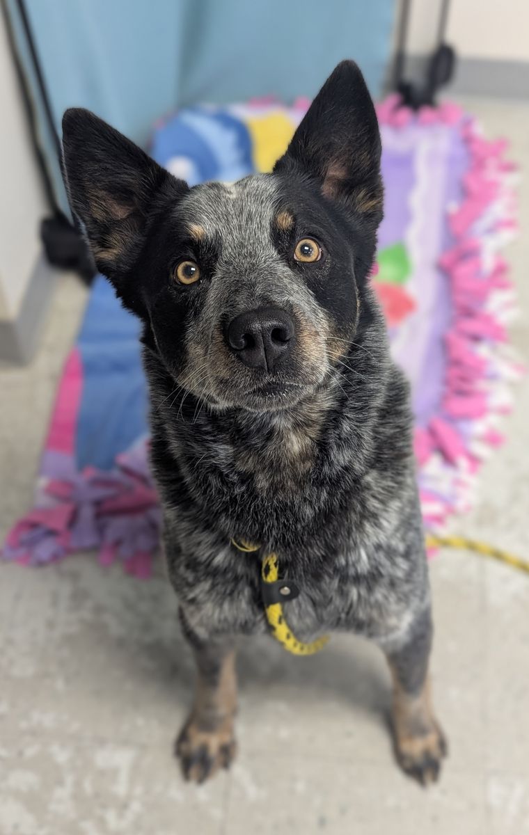 A163062 Gunner Available for Adoption!