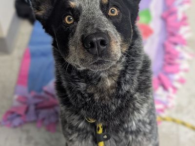 A163062 Gunner Available for Adoption!