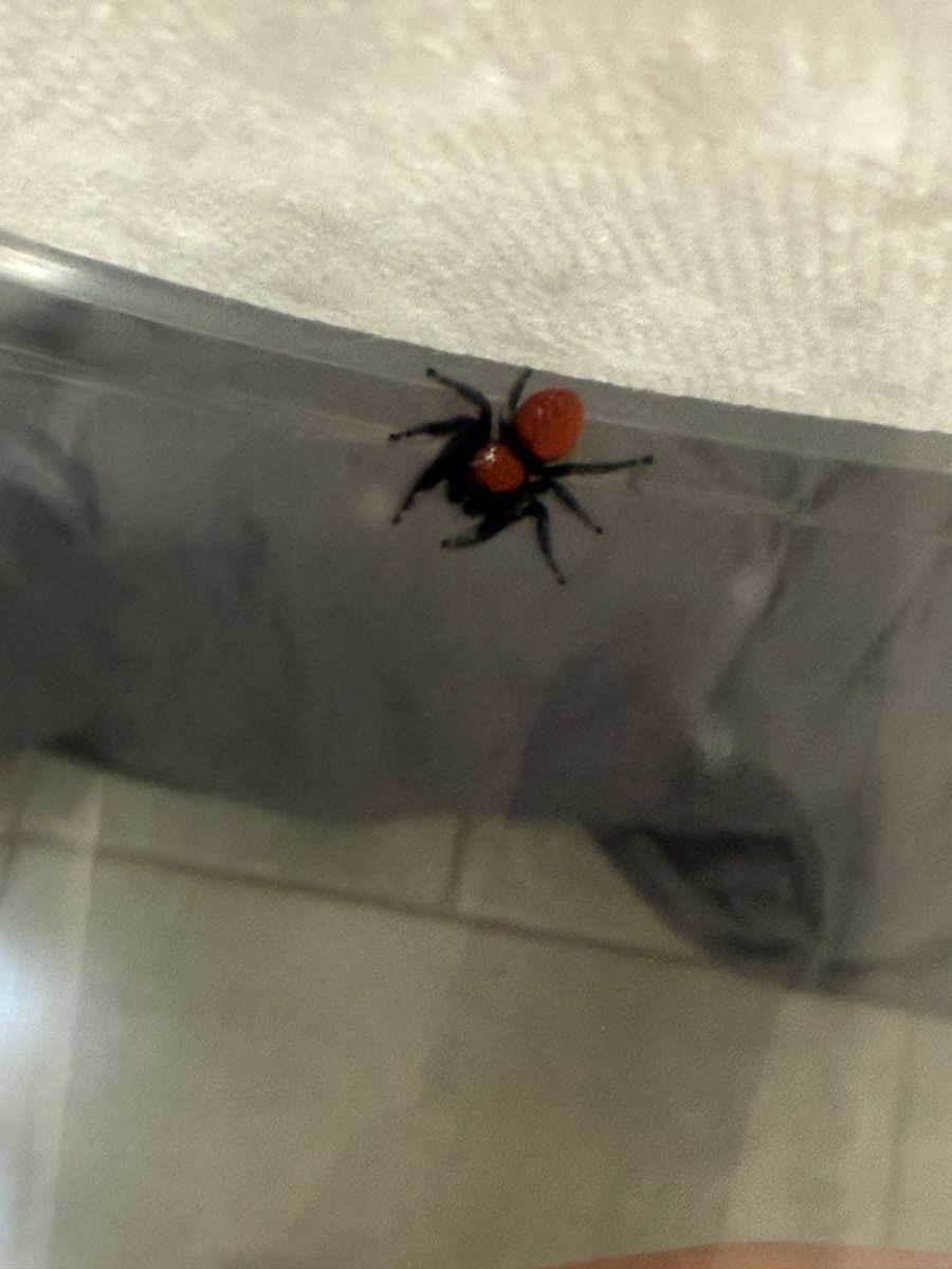 Large orange jumping spider
