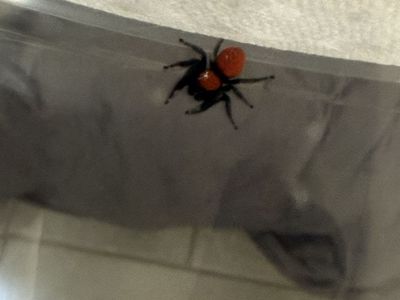 Large orange jumping spider