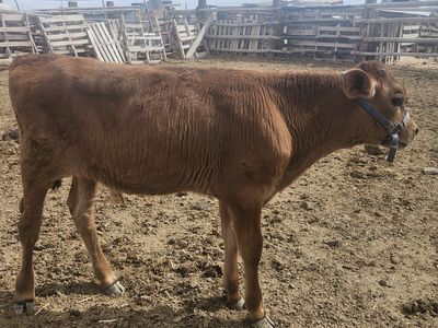 Jersey Bull Calf