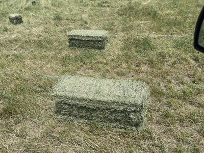 Freshly Baled Hay - Top Quality Feed for Livestock