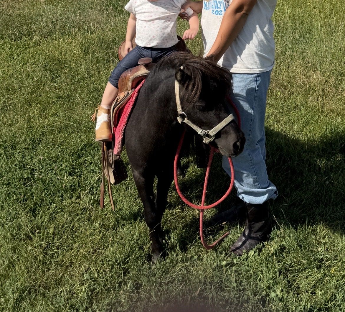 Miniature Pony- mini horse