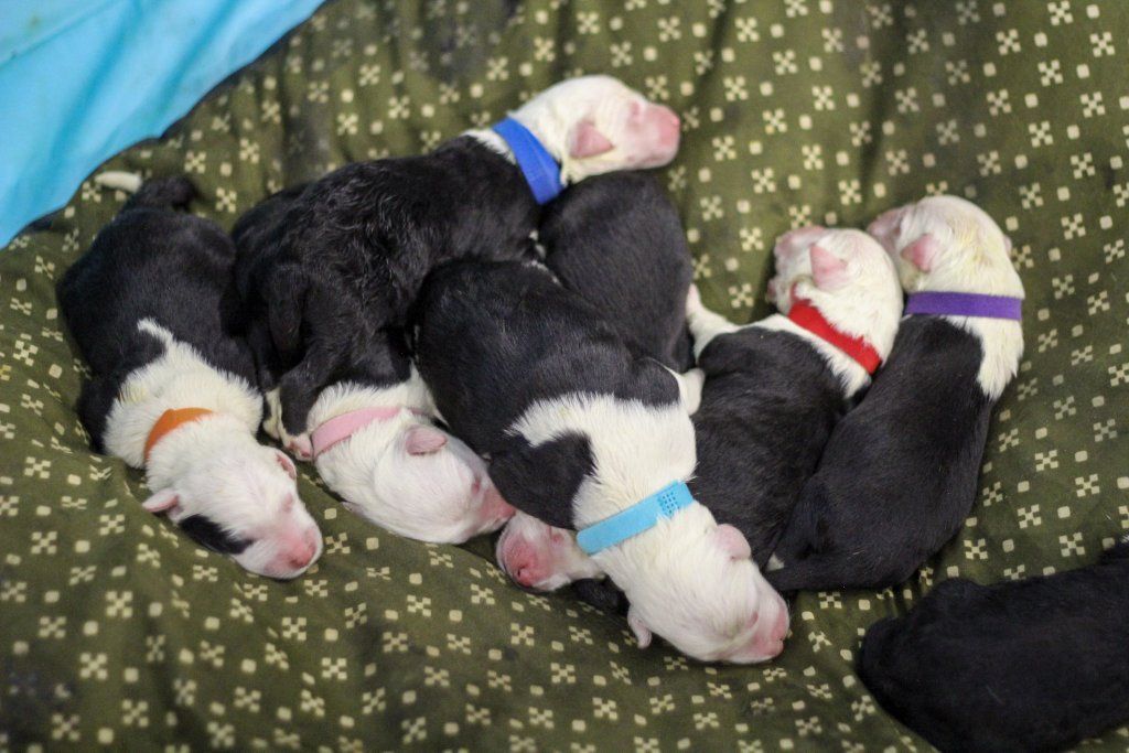 Old English Sheepdog AKC puppies