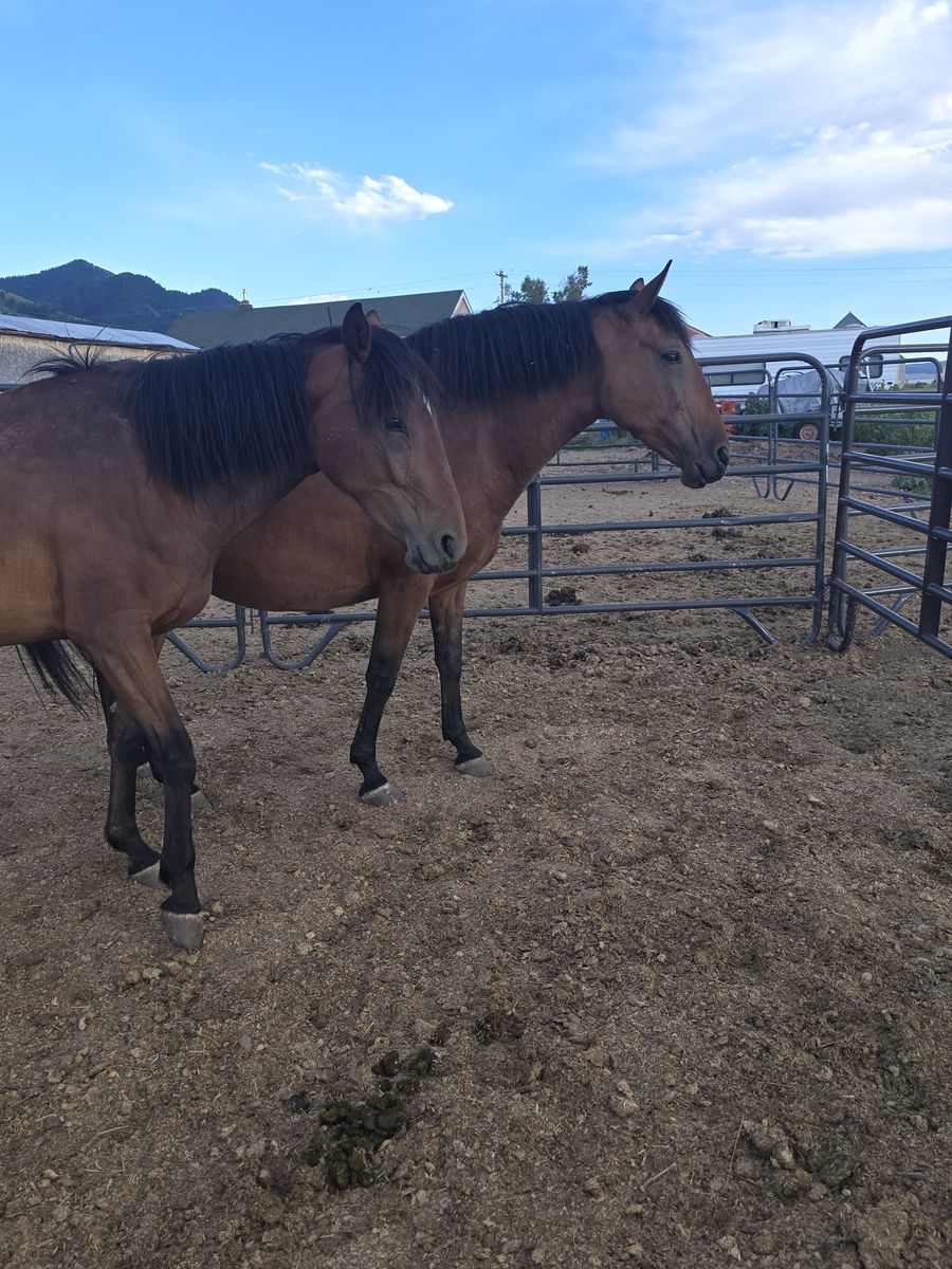 Andalusian mares