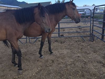 Andalusian mares