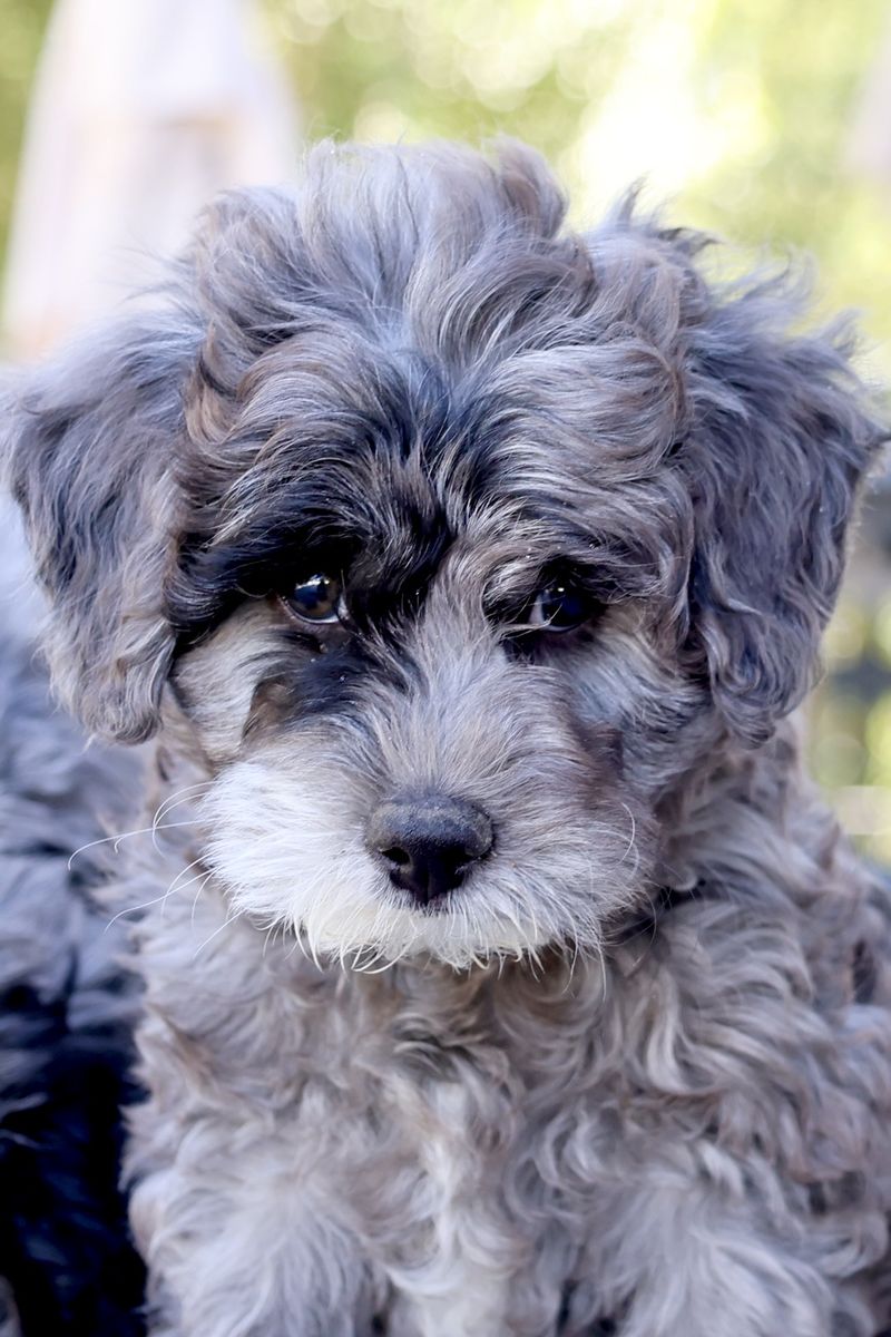 Adorable Aussiedoodle Puppies - Male & Female, Hypoallergenic