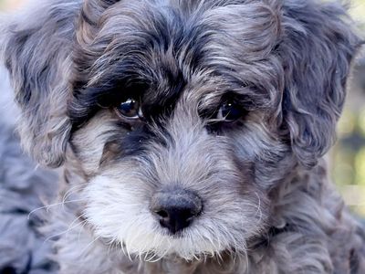 Adorable Aussiedoodle Puppies - Male & Female, Hypoallergenic