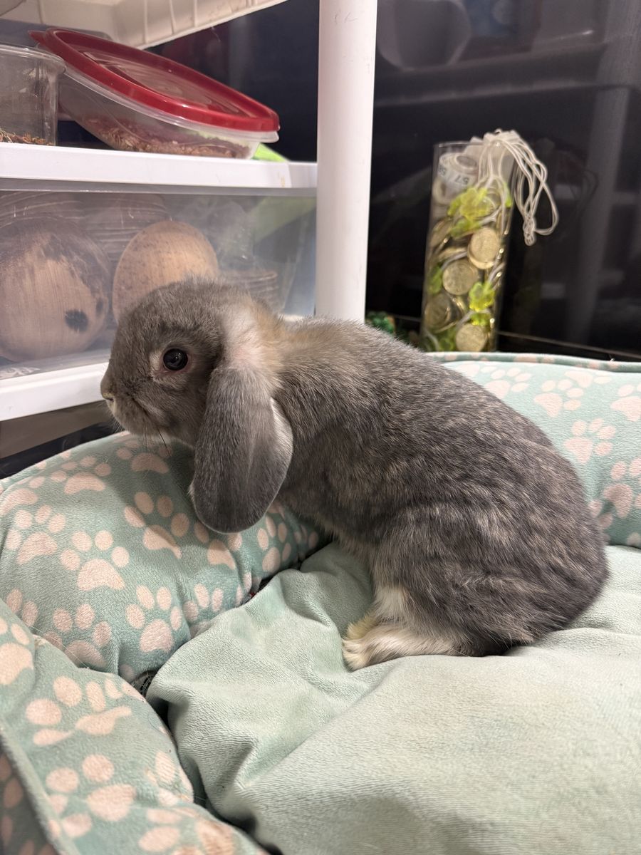 Blue Chinchilla Holland Lop Buck | Raised with the Setareh Starlit Start Program