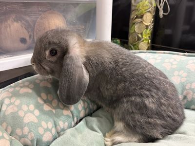 Blue Chinchilla Holland Lop Buck | Raised with the Setareh Starlit Start Program